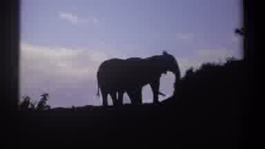 Kenya (1969): Elephant Out In The Wild But The Elephant Is Almost