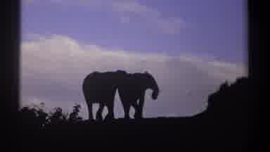 Kenya (1969): Two Happy Elephants Walking Through The Woods