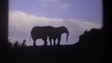 Kenya (1969): Two Massive And Healthy Elephants At Far