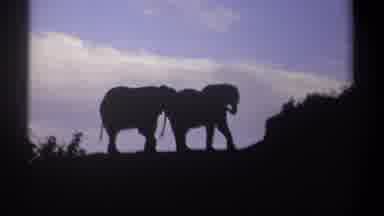 Kenya (1969): Silhouette Of A Couple Elephants Moving In Front Of A Blue Sky With