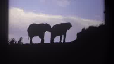Kenya (1969): View Of Pair Of Elephant Silhouettes On A Clear Day