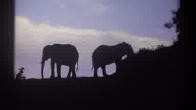 Kenya (1969): Two African Elephants On Hill Foreground Dark Blue Sky Background