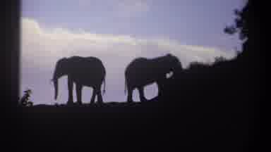 Kenya (1969): Two African Elephants In Profile Foreground Dark Blue Sky With