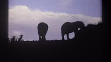 Kenya (1969): Silhouettes Of Two Elephants Walking Away From The Camera In Havana