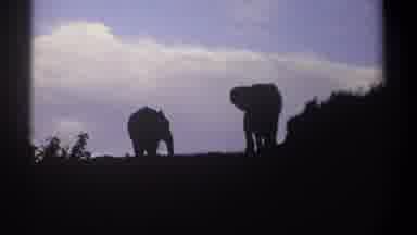 Kenya (1969): Two African Elephants On Hill One Climbs Higher On Hill Foreground