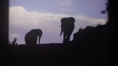 Kenya (1969): African Elephant Climbs Hill To Join A Second One Foreground Dark