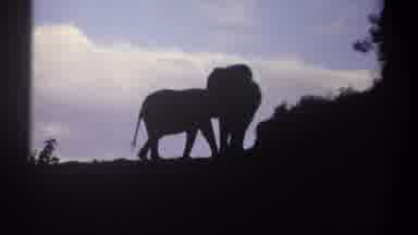 Kenya (1969): Two African Elephants On Hill And Scene Of Antelope Lying Down In