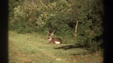 Kenya (1969): Stag Lying On The Grass Near A Line Of Trees