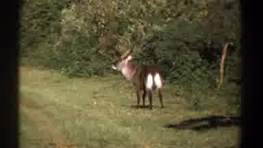 Kenya (1969): Brown Deer Standing Alone