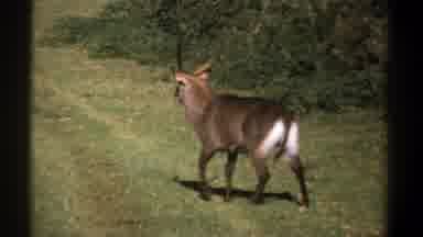 Kenya (1969): Nature And Its Lessons Contemplating An Animal That Walks Quietly In