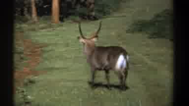 Kenya (1969): Antelope Walks Slowly From Grassland To Shrub Line On Sunny Day