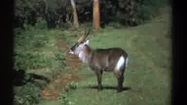 Kenya (1969): Adult-Looking Deer Standing Alone In The Middle Of The Forest