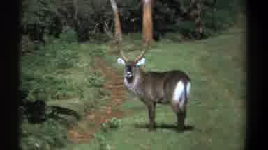 Kenya (1969): A Wild Animal Watches You I Am Either Your Meal Or You Are Mine