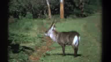 Kenya (1969): Antelope Looks Away From Camera Then Starts To Walk Away From