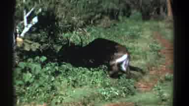 Kenya (1969): A Deer Walking In Forest And Water Buffalo Standing In Field