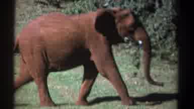 Kenya (1969): A Massive African Elephant Walking Alone