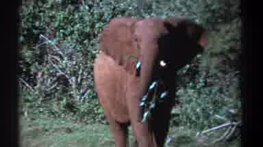 Kenya (1969): A Large Elephant Eating Green Vegetation And Slowly Walking Forward
