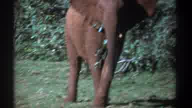 Kenya (1969): An Elephant Feeding In Its Natural Habitat