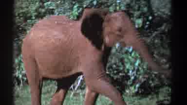 Kenya (1969): Elephant Walks In Green Field Chewing Leaves On A Sunny Day