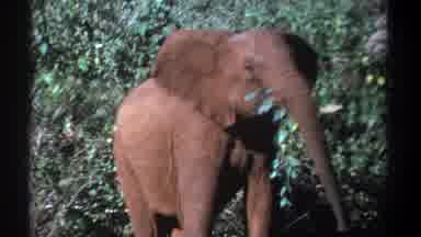 Kenya (1969): Elephant In The Zoo Eats His Own Food