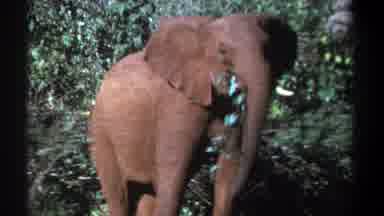 Kenya (1969): A Small Sized Elephant Staring At The Camera With Green Leaves In