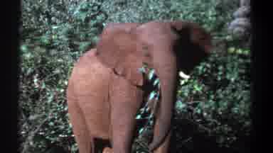 Kenya (1969): Elephant With Leaves In Mouth Standing Staring At Camera In The
