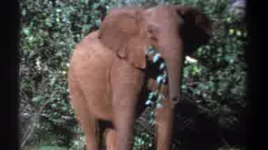 Kenya (1969): Baby Elephant Standing Alone By Itself