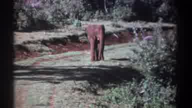 Kenya (1969): An Elephant Standing In The Middle Of A Grass Field