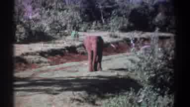 Kenya (1969): An Elephant Walks Down A Dirt Road In A Forested Area During