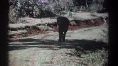Kenya (1969): African Elephant Walks Toward The Camera On Grass Sunny Day But