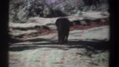 Kenya (1969): A Lone Young Elephant Out For A Stroll Along A Road