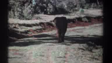 Kenya (1969): An Elephant Walking Around The Field