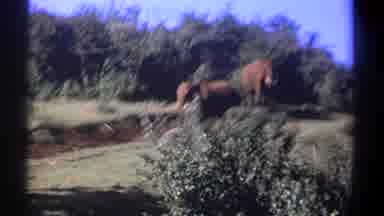 Kenya (1969): Three Elephants Walking Along A Ridge In The Clearing Of A Forest