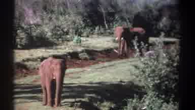 Kenya (1969): Two Elephants With One Standing On The Grass And The Other Walking