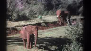 Kenya (1969): Three Elephants Walking In Green Grass On A Sunny Day