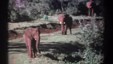 Kenya (1969): Three Elephants Strolling In The Reservoir