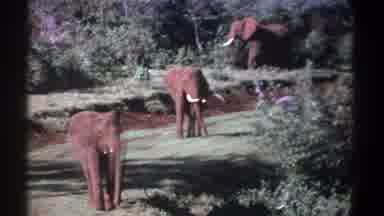 Kenya (1969): Three Elephants Stand Still In Wild On Grass Looking Around