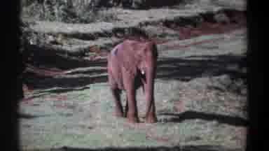 Kenya (1969): Child Elephant In The Middle Of A Field In The Wild Probably In Some