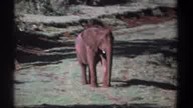 Kenya-1969: Two Elephants in a Red-Tinted Field with Tusks