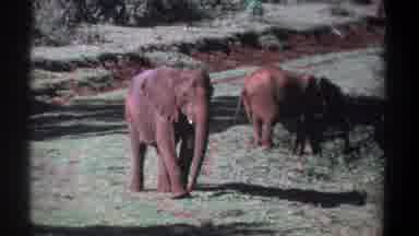 Kenya (1969): Two African Elephants In Grassy Area One Watches Camera The Other