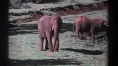 Kenya (1969): Two Elephants Standing In A Safari Desert Staring At Who Is