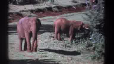 Kenya (1969): One Elephant Waiting For Another Who Is Using Its Trunk To Grab A