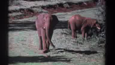 Kenya-1969: Two Elephants In The Wild One Elephant Is Walking Toward The Camera