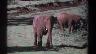 Kenya (1969): Two Huge Elephants In Their Own Habitat One Elephant Is Walking