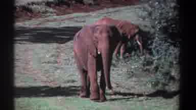 Kenya-1969: Two Elephants Walking Across Grassy Plain