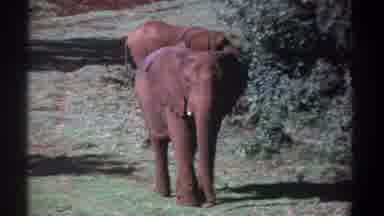 Kenya (1969): Curious African Elephant Slowly Walks In Direction Of Camera Second