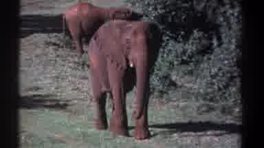 Kenya (1969): Elephant Stands On The Grass And Looks Towards The Camera As It
