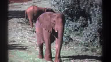 Kenya (1969): Two Adult Elephants In The Jungle Feed On A Tree