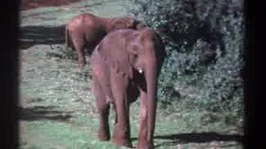Kenya (1969): African Elephants Pose For The Camera In Grassy Area Trees And