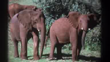 Kenya (1969): Three Elephants Standing In Green Field On A Bright Sunny Day